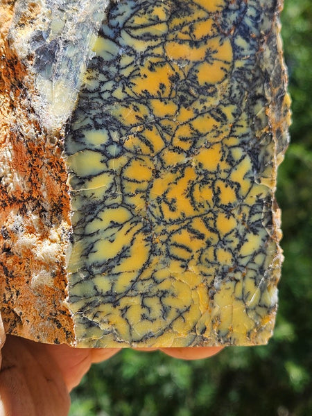 Polished Dendritic Opal DO234