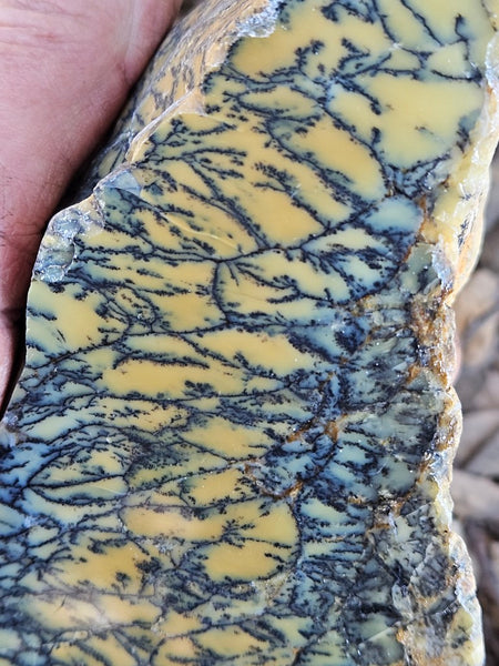 Polished Dendritic Opal DO234