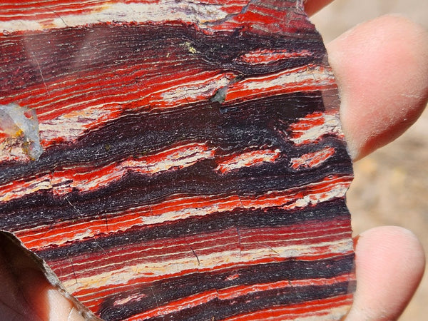 Polished  Snakeskin Jasper slab SS221