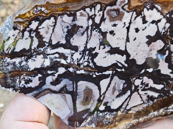 Polished Outback Jasper slab OJ205