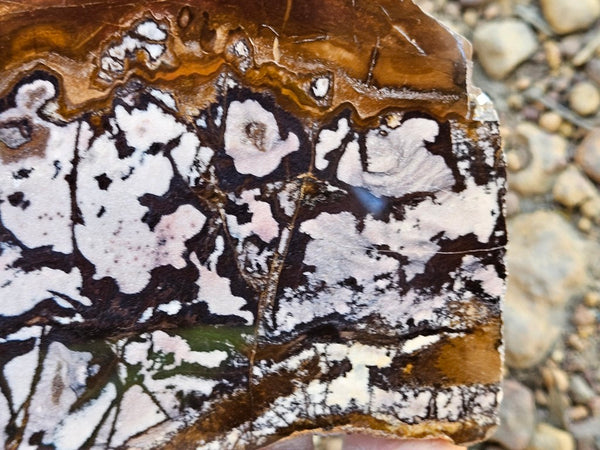 Polished Outback Jasper slab OJ205
