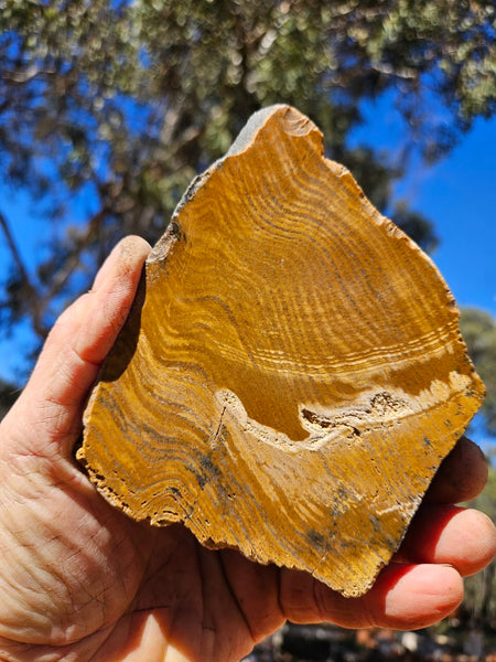 Polished fossil stromatolite. Strelley Pool Formation SPF135