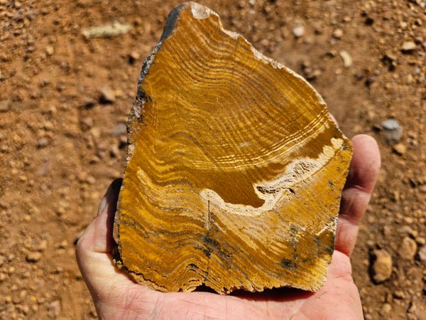 Polished fossil stromatolite. Strelley Pool Formation SPF135