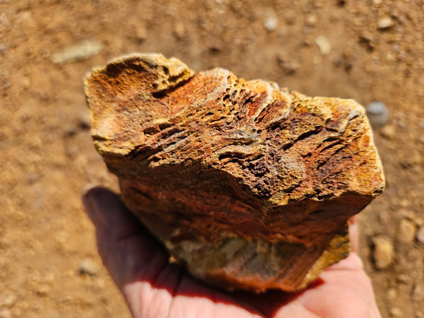 Polished fossil stromatolite. Strelley Pool Formation SPF135