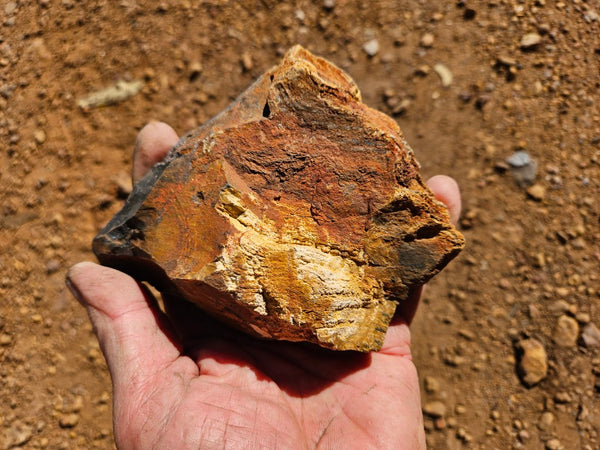 Polished fossil stromatolite. Strelley Pool Formation SPF135
