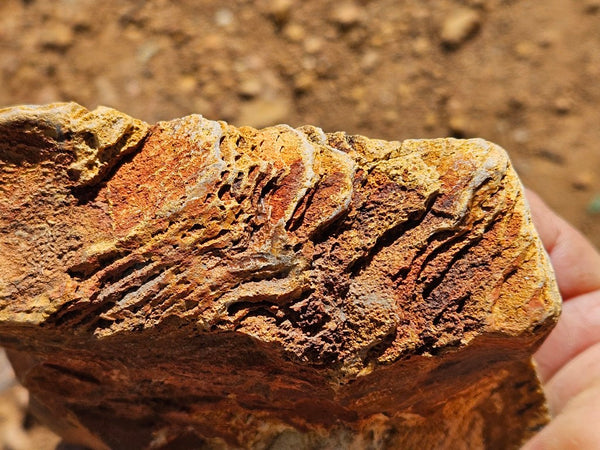 Polished fossil stromatolite. Strelley Pool Formation SPF135