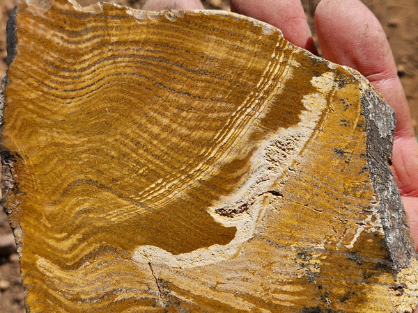 Polished fossil stromatolite. Strelley Pool Formation SPF135