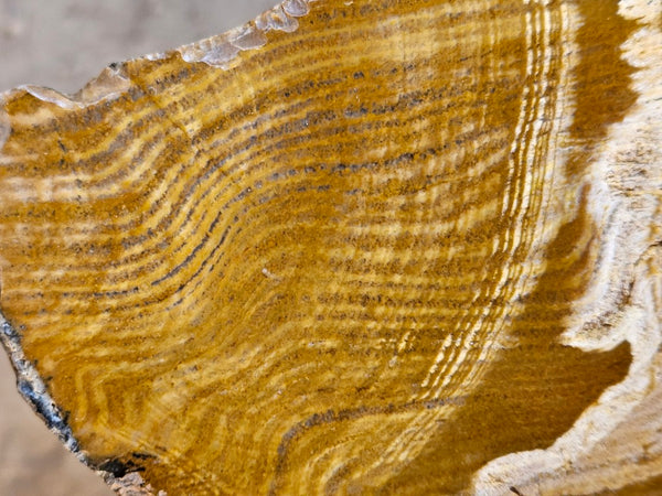 Polished fossil stromatolite. Strelley Pool Formation SPF135