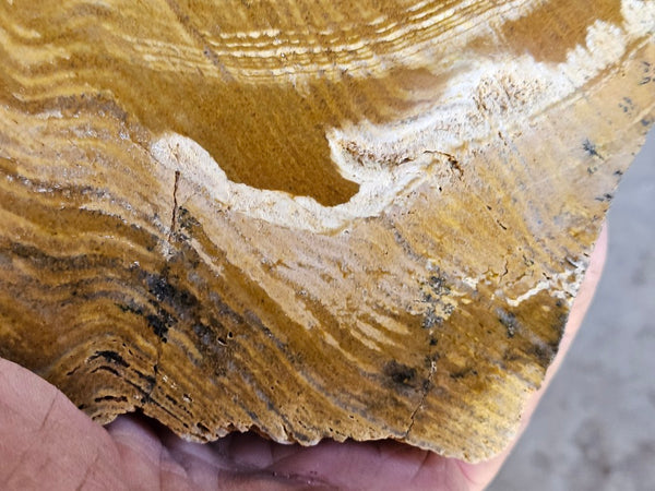 Polished fossil stromatolite. Strelley Pool Formation SPF135