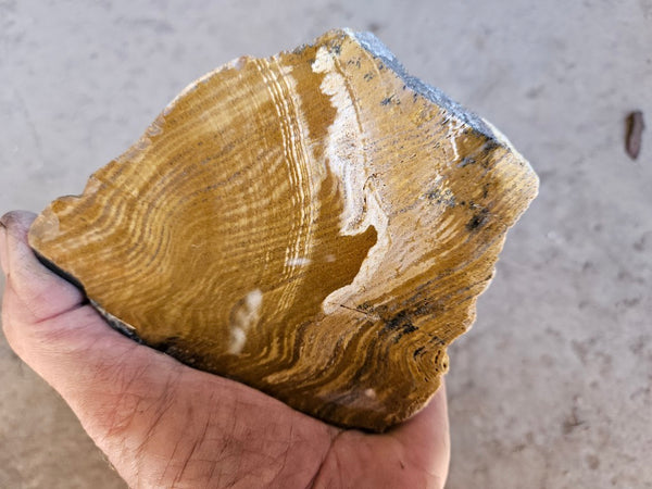 Polished fossil stromatolite. Strelley Pool Formation SPF135