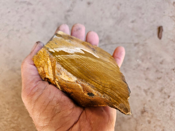 Polished fossil stromatolite. Strelley Pool Formation SPF135
