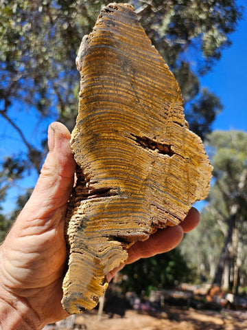 Polished fossil stromatolite. Strelley Pool Formation SPF134