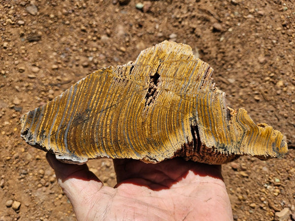 Polished fossil stromatolite. Strelley Pool Formation SPF134