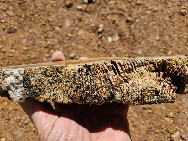 Polished fossil stromatolite. Strelley Pool Formation SPF134