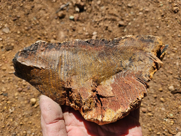 Polished fossil stromatolite. Strelley Pool Formation SPF134