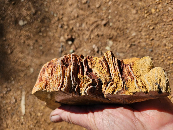 Polished fossil stromatolite. Strelley Pool Formation SPF134