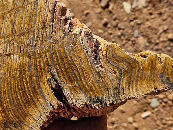 Polished fossil stromatolite. Strelley Pool Formation SPF134