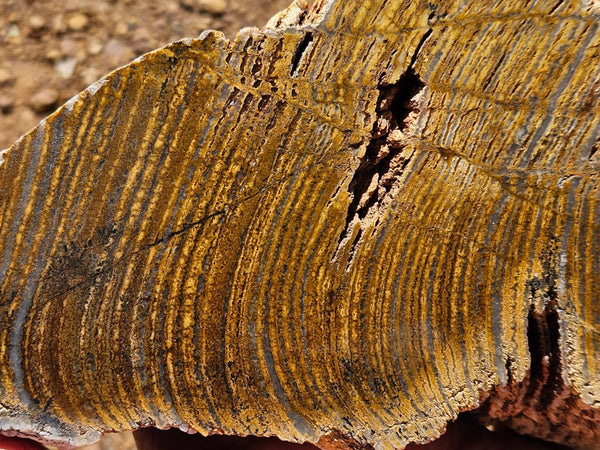 Polished fossil stromatolite. Strelley Pool Formation SPF134
