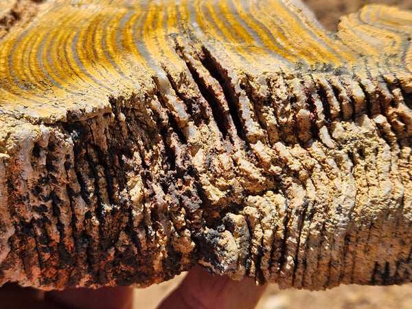 Polished fossil stromatolite. Strelley Pool Formation SPF134