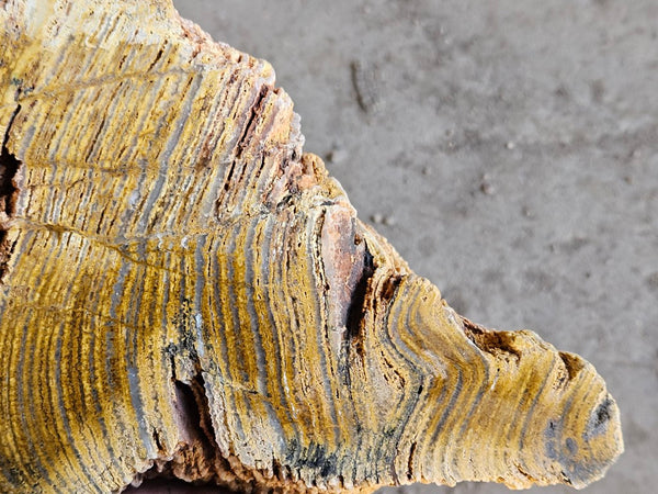 Polished fossil stromatolite. Strelley Pool Formation SPF134