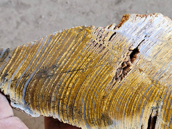 Polished fossil stromatolite. Strelley Pool Formation SPF134