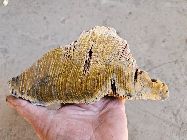 Polished fossil stromatolite. Strelley Pool Formation SPF134