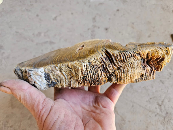 Polished fossil stromatolite. Strelley Pool Formation SPF134