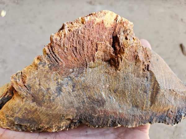 Polished fossil stromatolite. Strelley Pool Formation SPF134