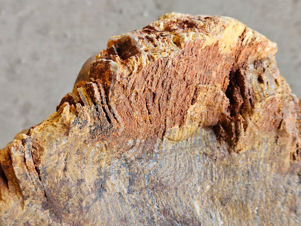 Polished fossil stromatolite. Strelley Pool Formation SPF134