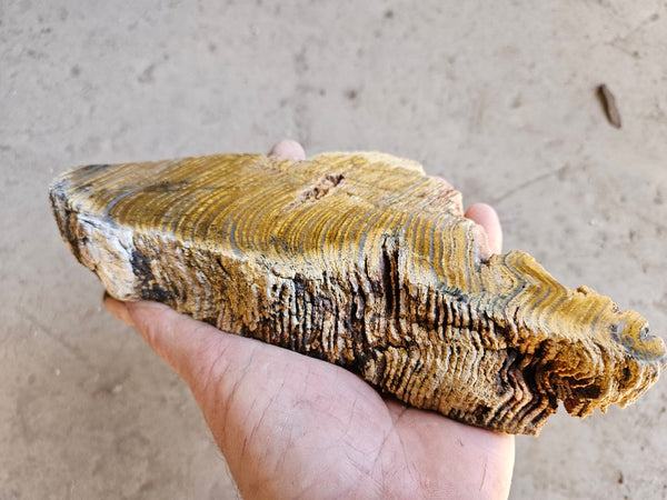 Polished fossil stromatolite. Strelley Pool Formation SPF134