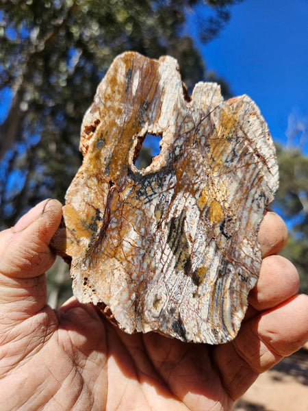 Polished fossil stromatolite slab. Strelley Pool Formation SPF136