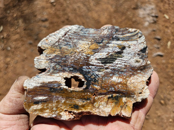 Polished fossil stromatolite slab. Strelley Pool Formation SPF136