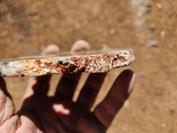 Polished fossil stromatolite slab. Strelley Pool Formation SPF136
