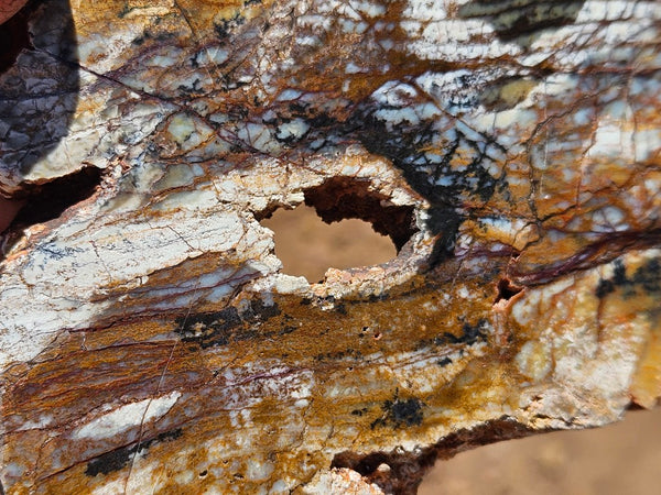Polished fossil stromatolite slab. Strelley Pool Formation SPF136