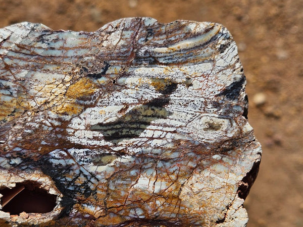 Polished fossil stromatolite slab. Strelley Pool Formation SPF136