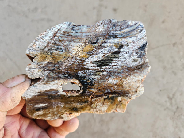 Polished fossil stromatolite slab. Strelley Pool Formation SPF136