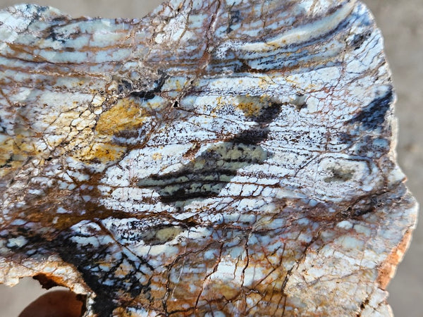 Polished fossil stromatolite slab. Strelley Pool Formation SPF136