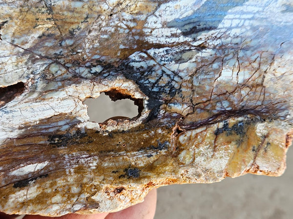 Polished fossil stromatolite slab. Strelley Pool Formation SPF136