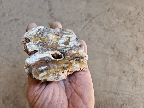 Polished fossil stromatolite slab. Strelley Pool Formation SPF136