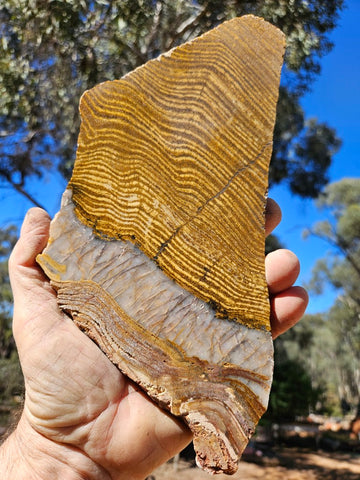 Polished fossil stromatolite slab. Strelley Pool Formation SPF137