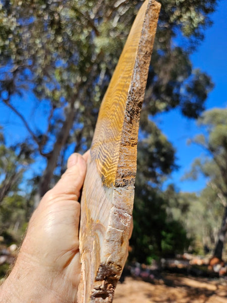 Polished fossil stromatolite slab. Strelley Pool Formation SPF137
