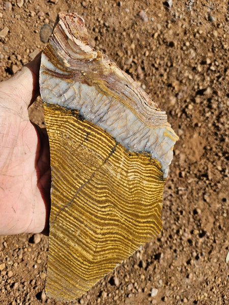 Polished fossil stromatolite slab. Strelley Pool Formation SPF137