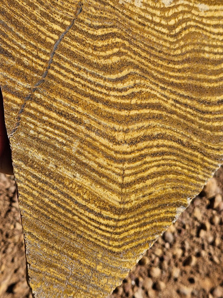 Polished fossil stromatolite slab. Strelley Pool Formation SPF137