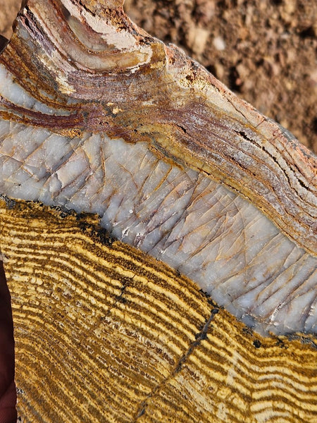 Polished fossil stromatolite slab. Strelley Pool Formation SPF137