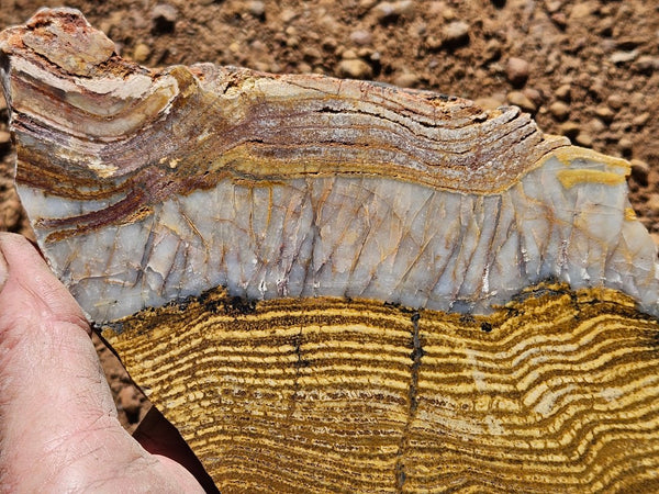 Polished fossil stromatolite slab. Strelley Pool Formation SPF137