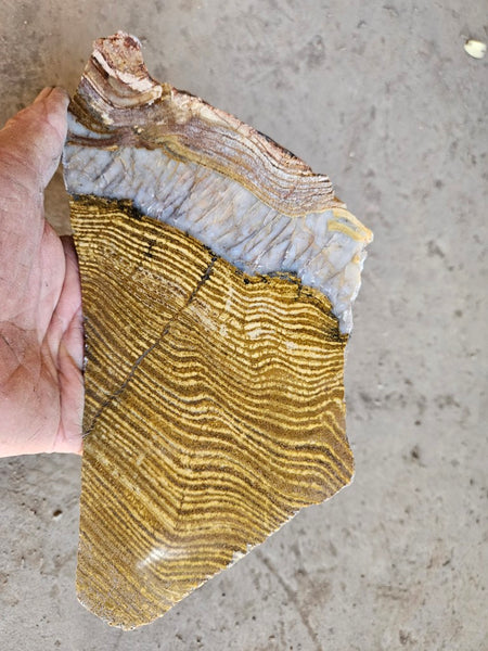 Polished fossil stromatolite slab. Strelley Pool Formation SPF137