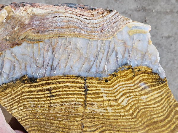 Polished fossil stromatolite slab. Strelley Pool Formation SPF137