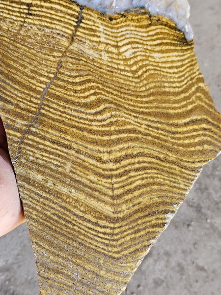 Polished fossil stromatolite slab. Strelley Pool Formation SPF137