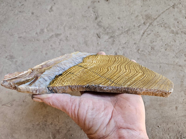 Polished fossil stromatolite slab. Strelley Pool Formation SPF137