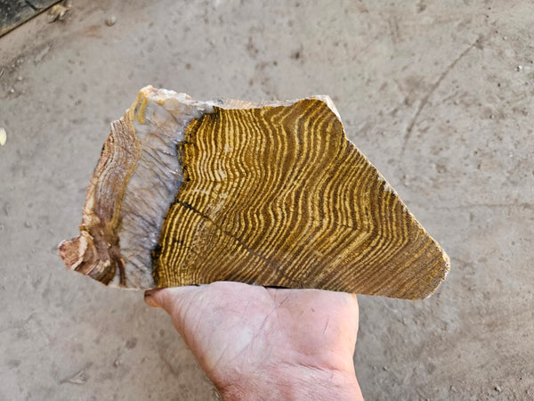 Polished fossil stromatolite slab. Strelley Pool Formation SPF137